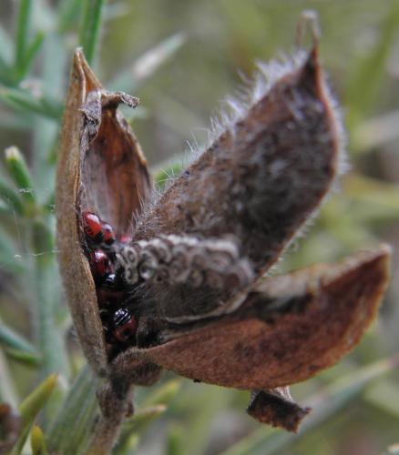 Piezodorus lituratus