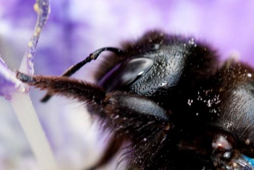 Xylocopa violacea