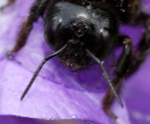 Xylocopa violacea