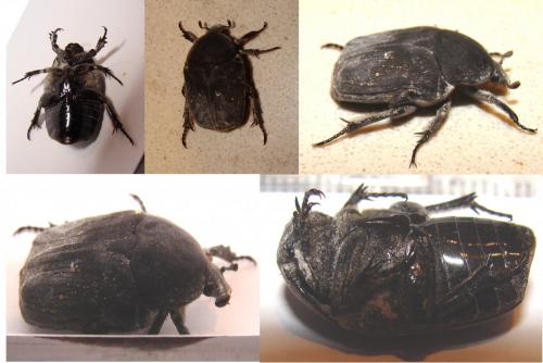 Réf. 104 626 : Netocia morio