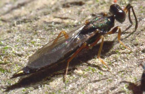 Réf. 104 251 : Calosota acron