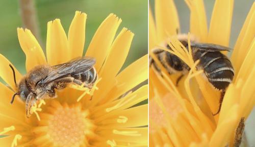 Osmia spinulosa