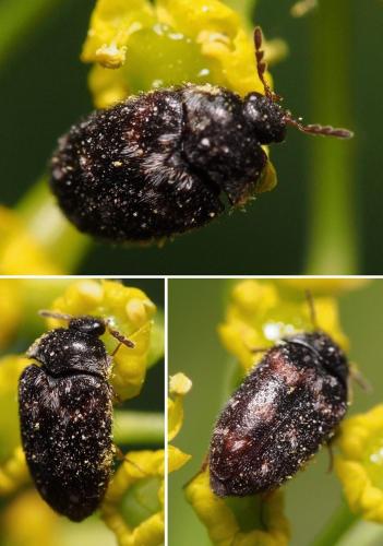 Novelsis aequalis
