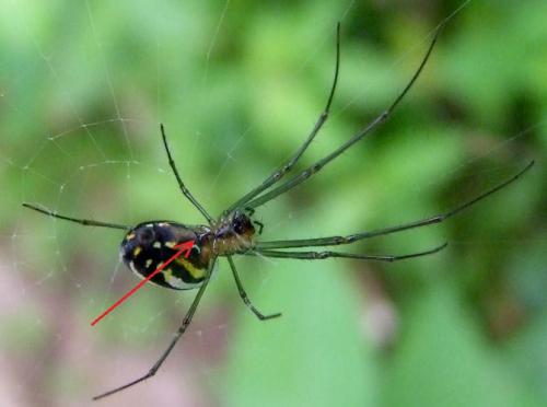 Réf. 104 041 : Leucauge argyra