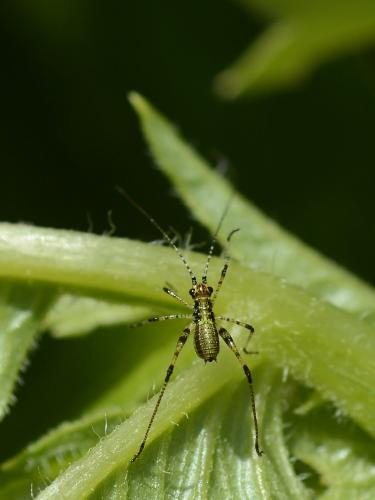 Phaneropterinae