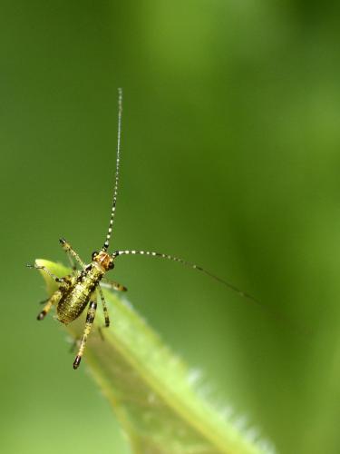 Réf. 104 275 : Phaneropterinae inconnu