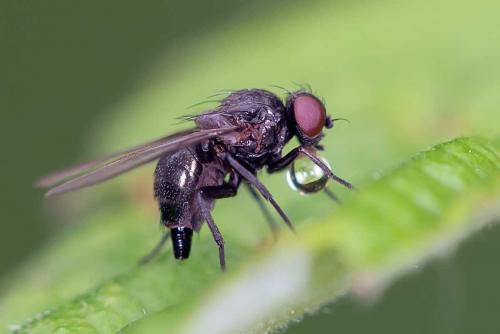 Melanagromyza sp.