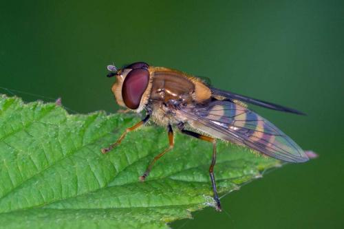 Réf. 104 030 : Syrphus vitripennis