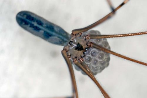 Réf. 104 097 : Pholcus phalangioides