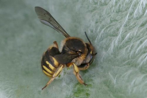 Anthidium manicatum