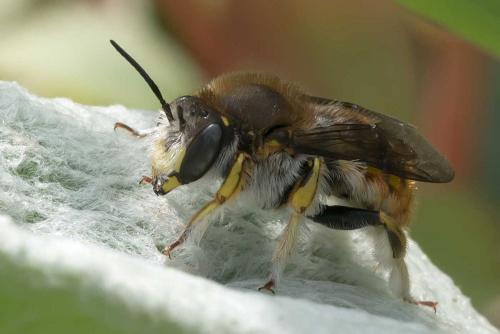 Réf. 104 323 : Anthidium manicatum