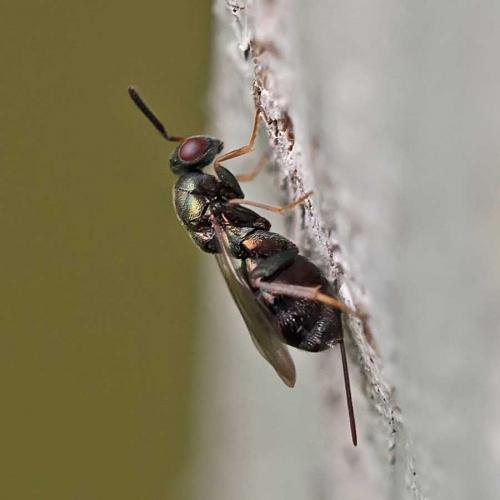 Réf. 104 322 : Monodontomerus sp.