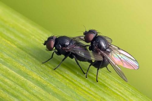 Réf. 104 388 : Agromyzinae inconnu