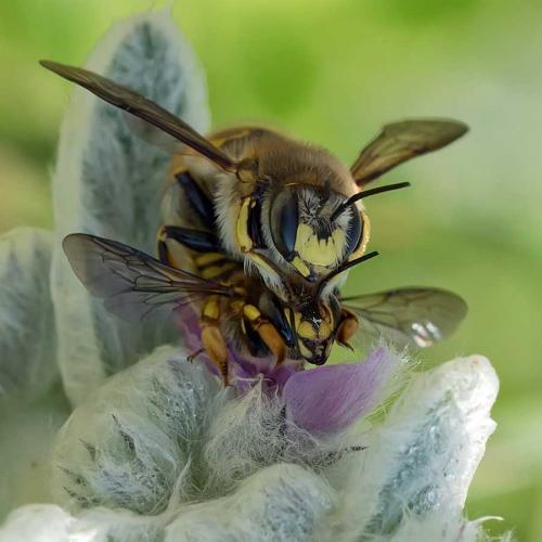 Réf. 104 356 : Anthidium manicatum
