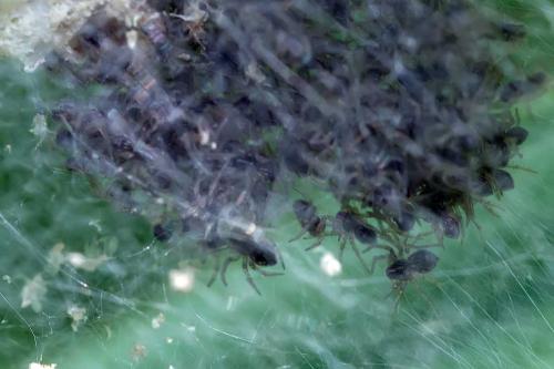 Pisaura mirabilis