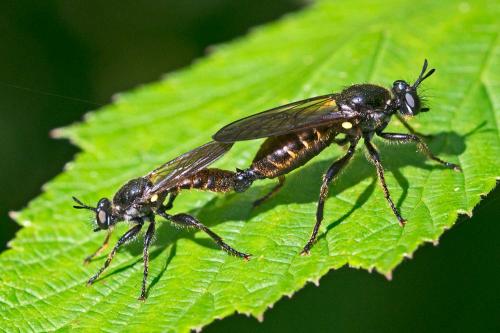 Choerades sp.