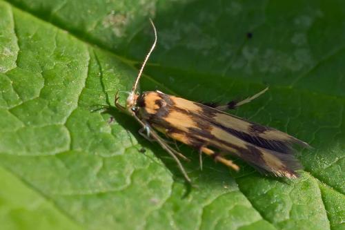 Stathmopoda pedella