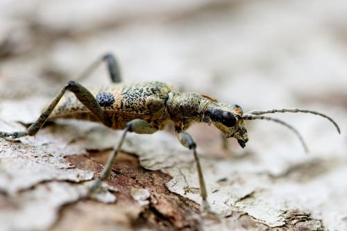 Rhagium mordax
