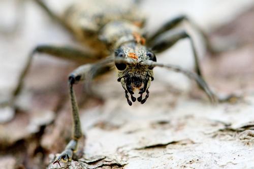 Rhagium mordax