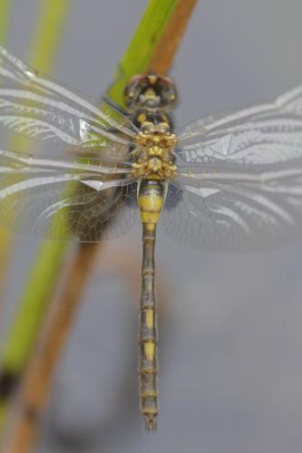 Leucorrhinia dubia