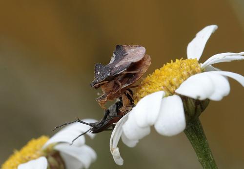 Phymata crassipes