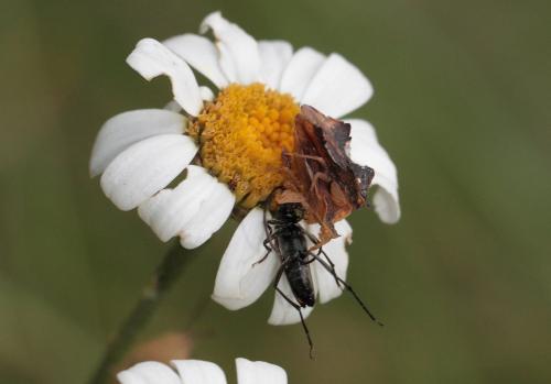 Phymata crassipes
