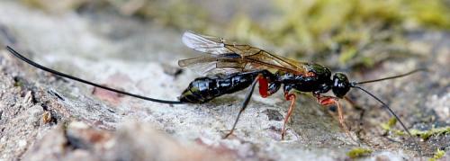 Odontocolon geniculatum