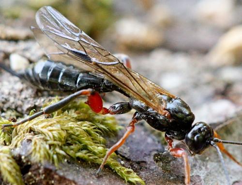 Odontocolon geniculatum