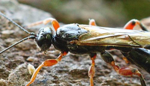 Odontocolon geniculatum