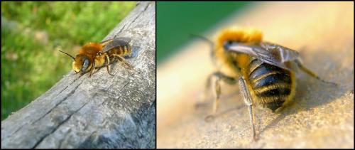 Hoplitis tridentata