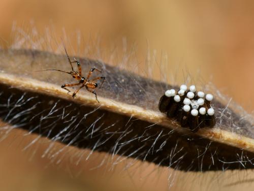 Rhynocoris sp.