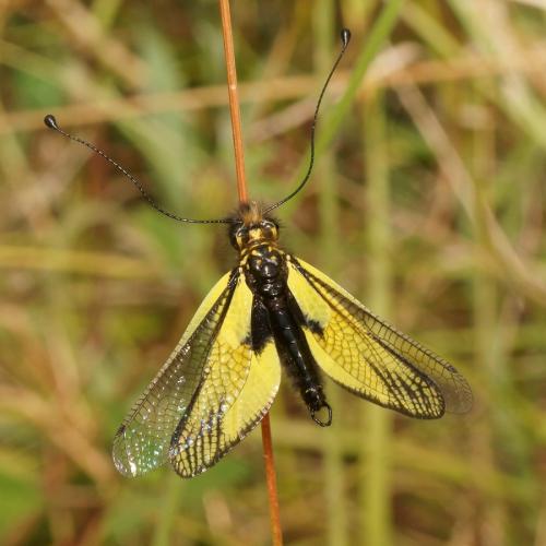 Libelloides latinus