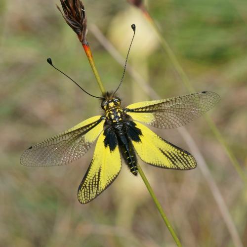 Libelloides latinus