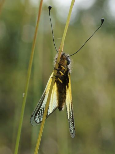 Libelloides latinus