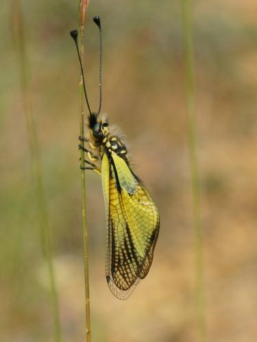 Libelloides latinus