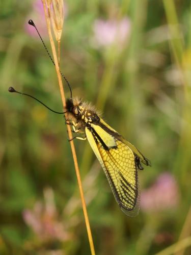 Libelloides latinus