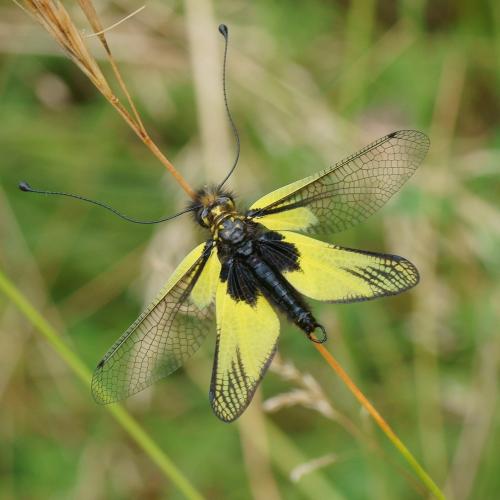 Libelloides latinus