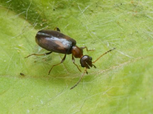 Réf. 104 567 : Microhoria terminata