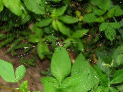 Leucauge argyra