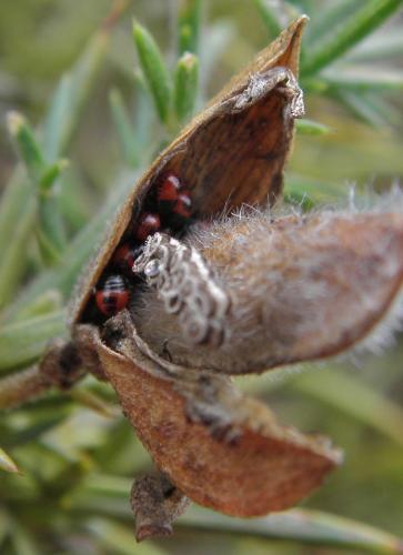 Piezodorus lituratus