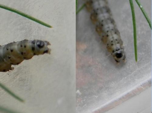 Cnephasia sp.