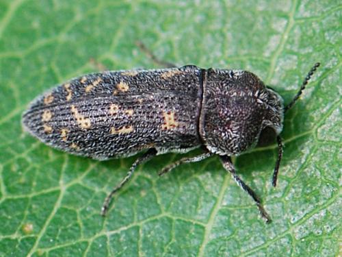 Acmaeoderella adspersula