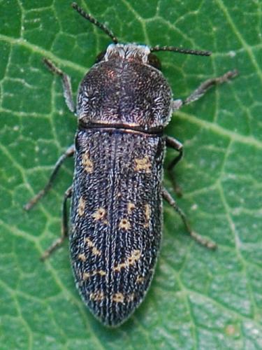 Réf. 104 651 : Acmaeoderella adspersula