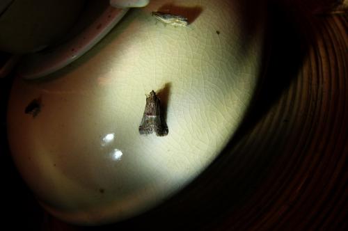 Acrobasis marmorea
