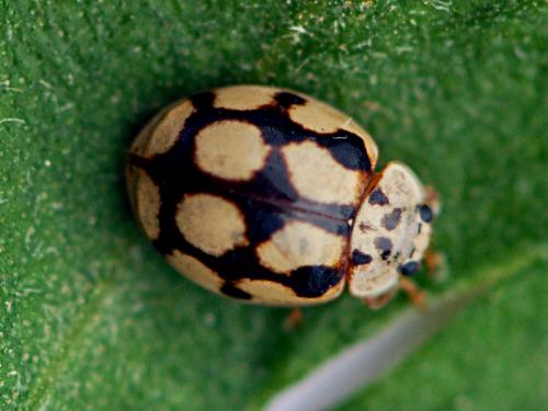 Réf. 104 825 : Adalia decempunctata