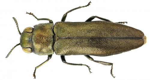 Réf. 104 354 : Agrilus convexicollis