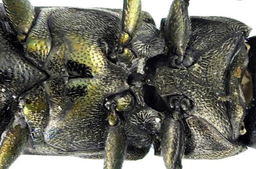 Réf. 104 679 : Agrilus convexicollis
