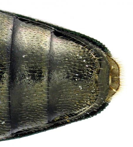 Réf. 104 678 : Agrilus convexicollis