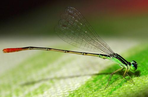 Réf. 104 619 : Agriocnemis exilis