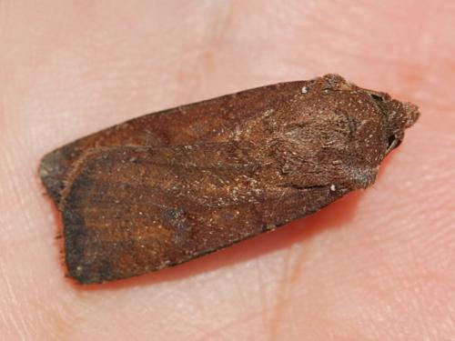 Réf. 104 706 : Agrotis trux